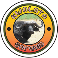 Kwalata Safaris | Buffalo, lion, crocodile and more wildlife hunting ...